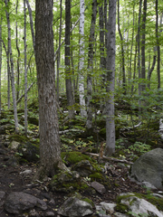 Fraxinus nigra