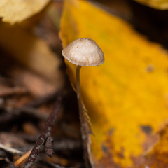 Mycena filopes
