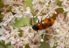 Coptocephala