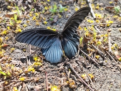 Papilio memnon heronus