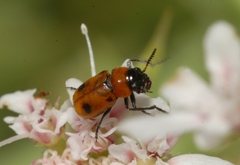 Coptocephala