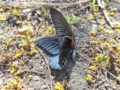 Papilio memnon heronus