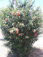 Hibiscus rosa-sinensis