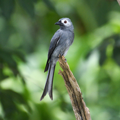 Dicrurus leucophaeus