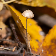 Mycena filopes
