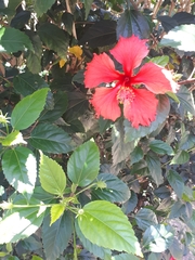 Hibiscus rosa-sinensis