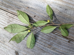 Ilex decidua