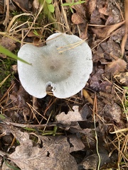 Clitocybe