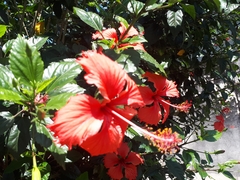 Hibiscus rosa-sinensis