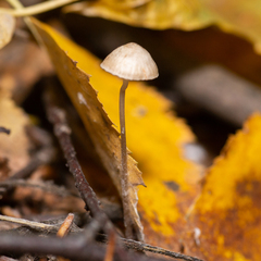 Mycena filopes