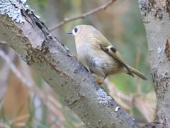 Regulus regulus