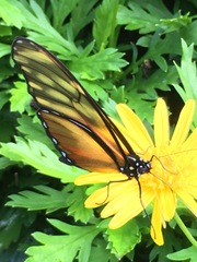 Dircenna kolijkensis