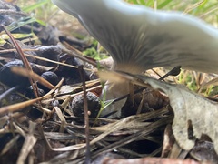 Clitocybe