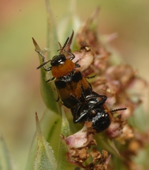 Coptocephala
