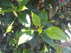 Hibiscus rosa-sinensis