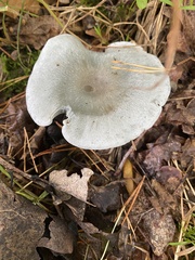 Clitocybe
