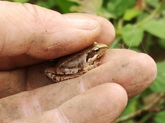 Rana latastei