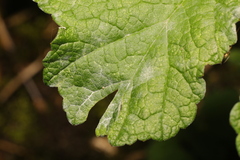 Erysiphe heraclei
