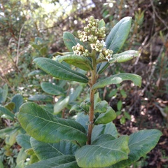 Rhus standleyi
