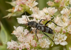 Chlorophorus varius