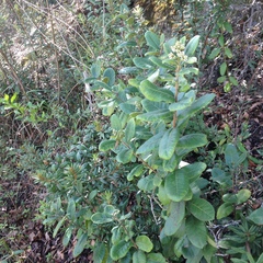 Rhus standleyi
