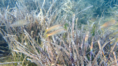 Mullus barbatus