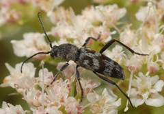 Chlorophorus varius