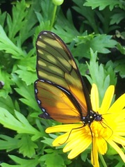 Dircenna kolijkensis