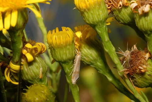 Euchromius ocellea