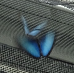 Morpho helenor peleides