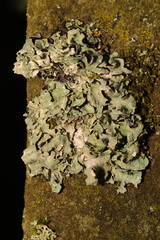 Parmelia sulcata