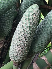 Monstera deliciosa