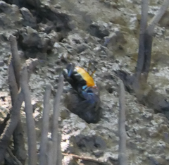 Tubuca coarctata