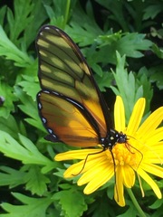 Dircenna kolijkensis