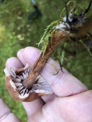 Laccaria bicolor