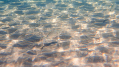 Sparus auratus