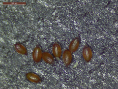 Juncus diffusissimus