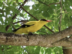 Oriolus chinensis