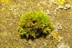 Orthotrichaceae