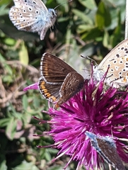 Aricia agestis