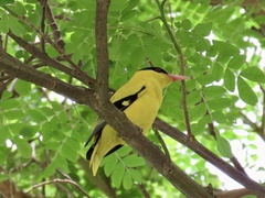 Oriolus chinensis