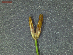 Juncus diffusissimus