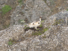 Lagopus muta islandorum