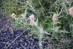 Cirsium ochrocentrum