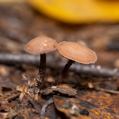 Kuehneromyces lignicola