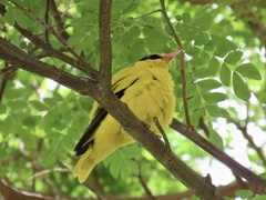 Oriolus chinensis