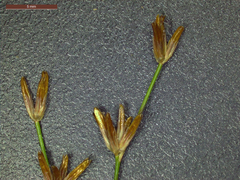 Juncus diffusissimus