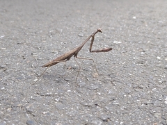 Mantodea