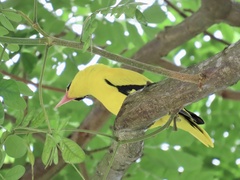 Oriolus chinensis