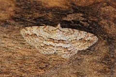 Didymoctenia exsuperata